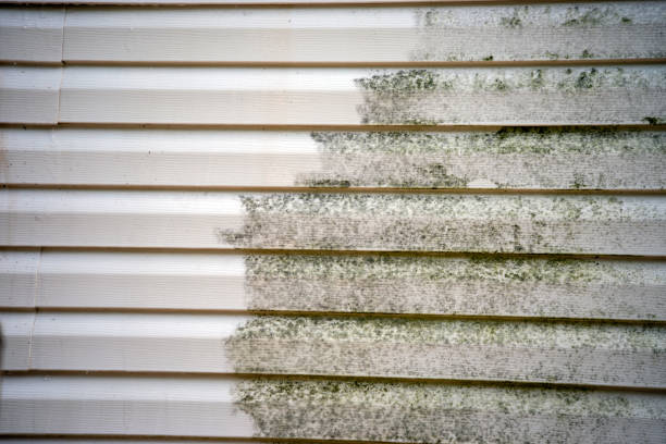 Best Siding Painting and Refinishing  in Newton, AL